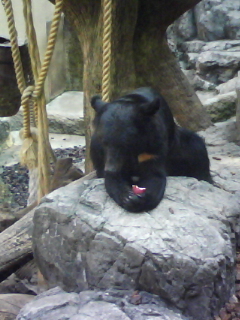 UENO ZOO_b0119950_15331231.jpg