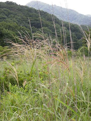 a0001354_22223633.gif