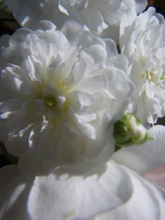 スノーシャワー まさかり半島日記