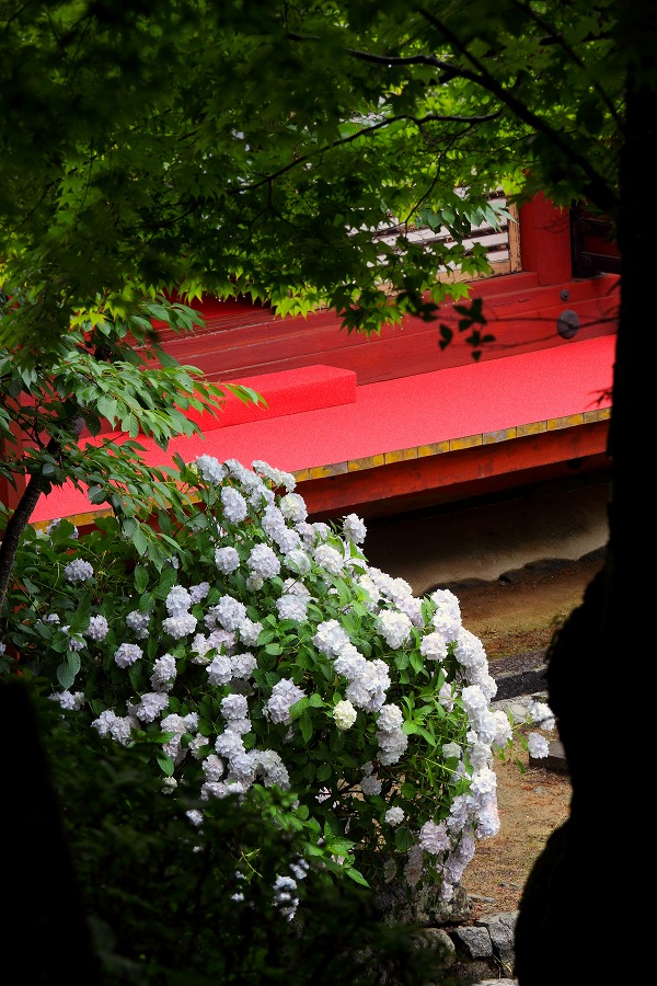 談山神社の紫陽花_f0234862_23451422.jpg