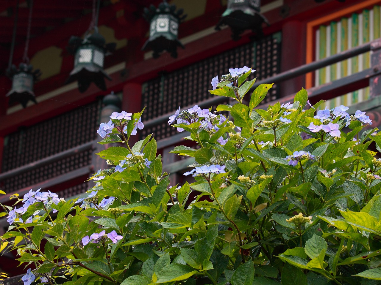 談山神社の紫陽花_f0234862_2345197.jpg