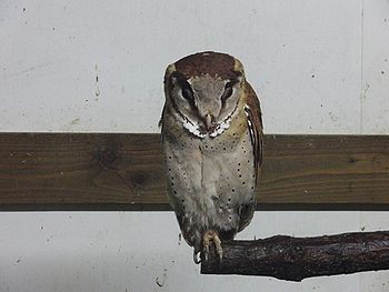 富士花鳥園へ＆ラピちゃん無事のお知らせ（＾＾）_f0196665_06294.jpg