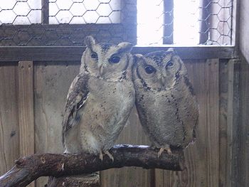 富士花鳥園へ＆ラピちゃん無事のお知らせ（＾＾）_f0196665_071188.jpg