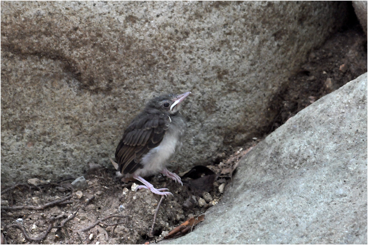 見慣れた親鳥の幼鳥_c0198669_10335130.jpg