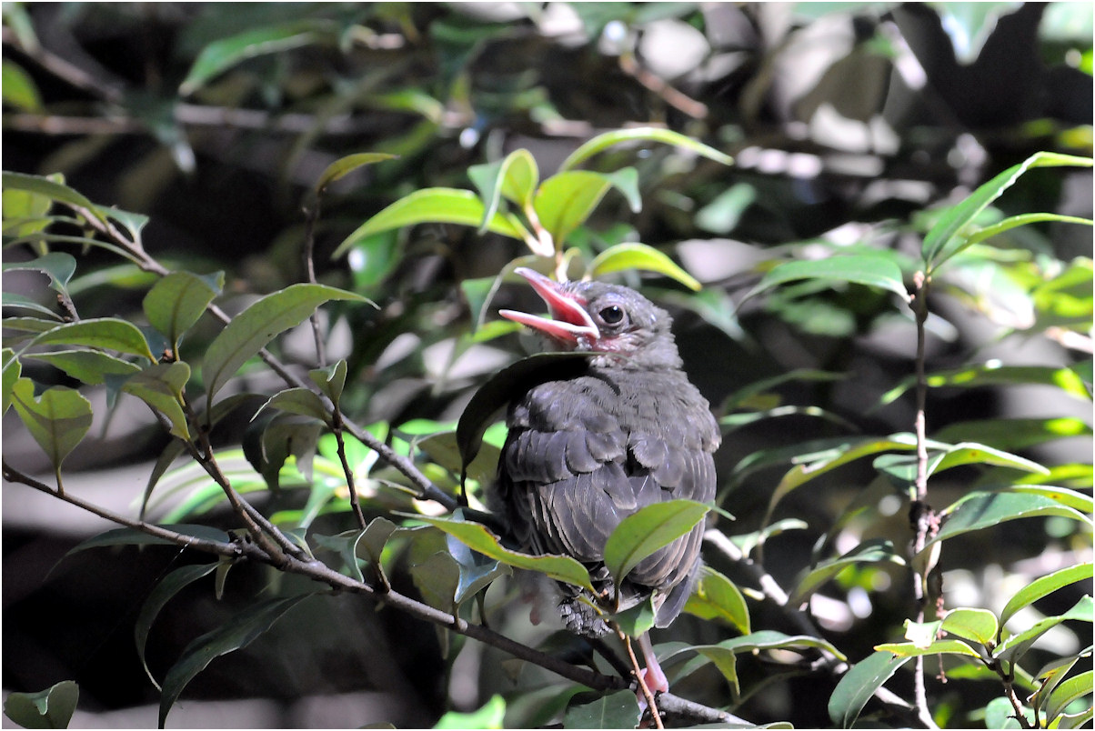 見慣れた親鳥の幼鳥_c0198669_10353965.jpg