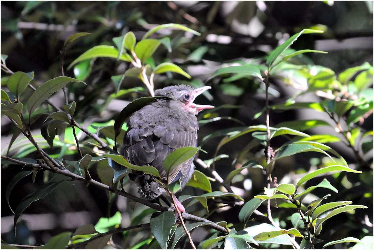 見慣れた親鳥の幼鳥_c0198669_10354222.jpg