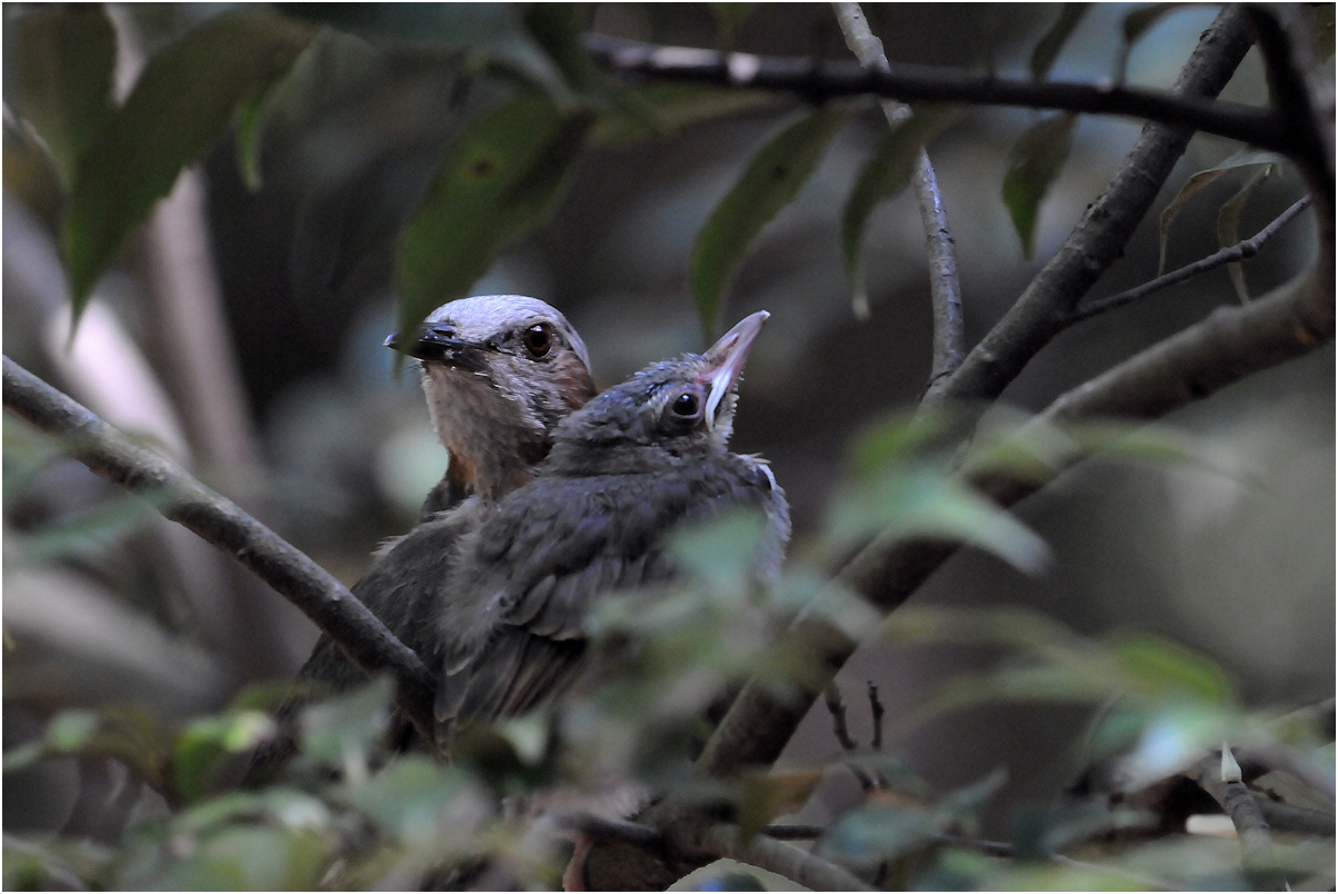 見慣れた親鳥の幼鳥_c0198669_1038231.jpg