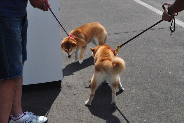 北海道キャンプ② ハラハラドキドキのご対面_a0126590_15235961.jpg