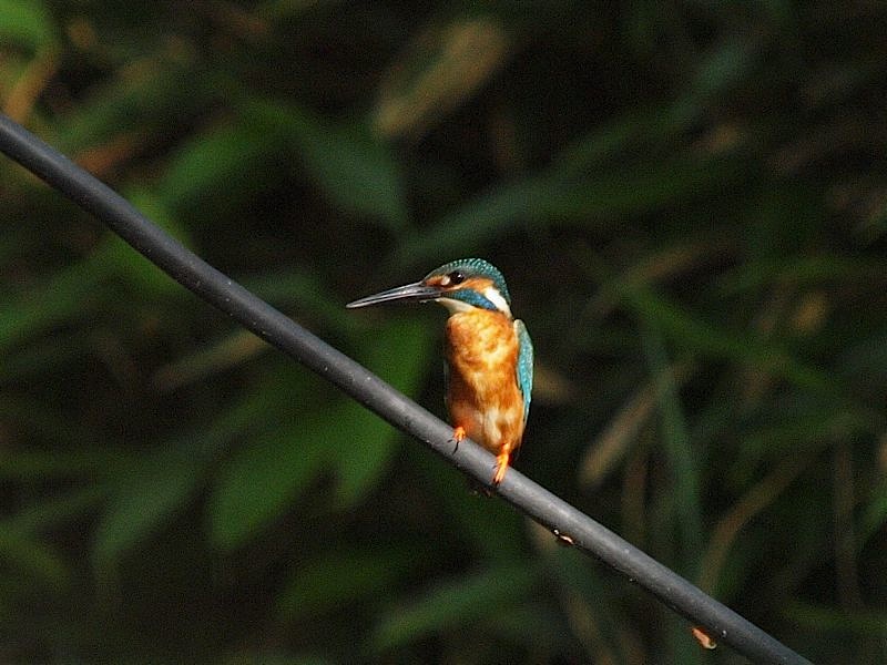 カワセミ、ウミウ_b0162791_19261971.jpg