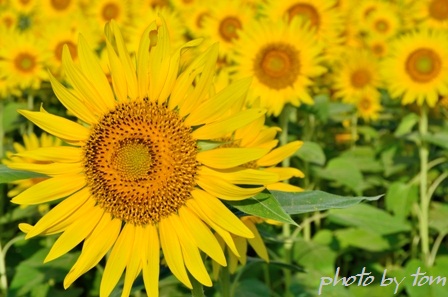 富山散歩～県西部98～「ヒマワリ」2011夏_b0155692_2324128.jpg