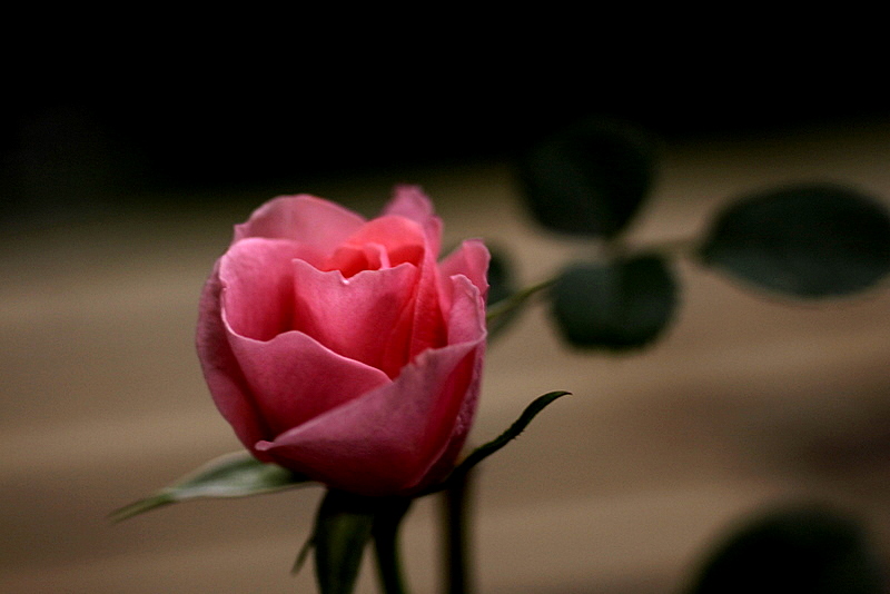 d0248502_711714.jpg
