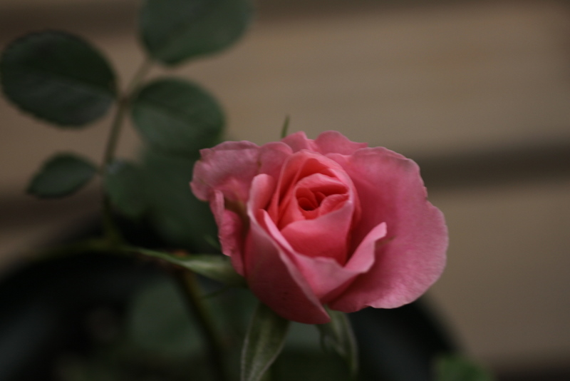 d0248502_733576.jpg