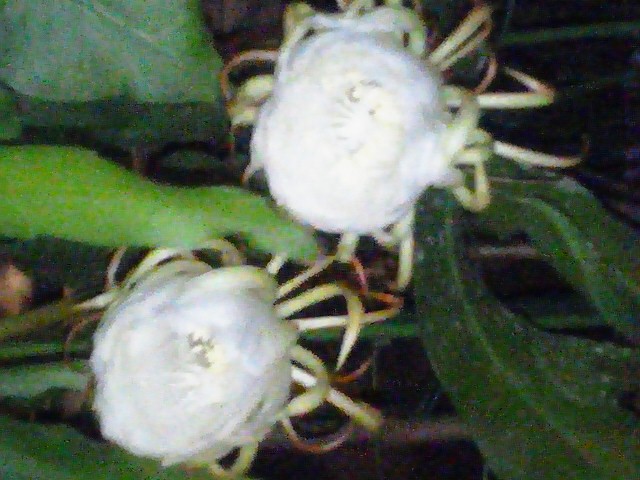 c0210803_653305.jpg