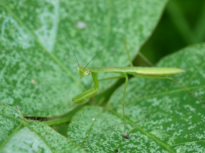 d0010008_21475916.jpg
