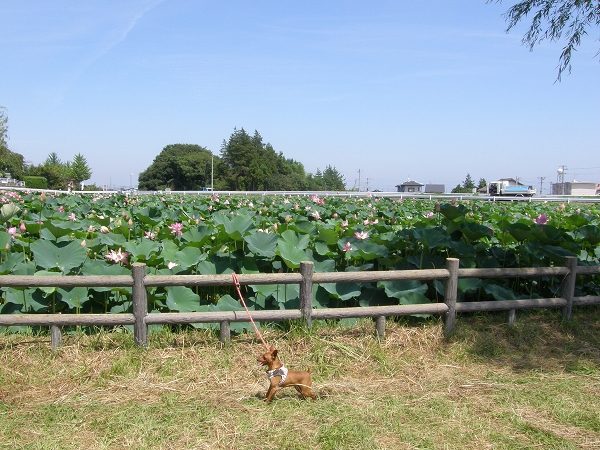 ぴんと蓮の花（８月９日）_c0200810_2351565.jpg