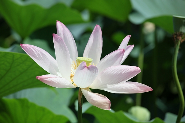 ぴんと蓮の花（８月９日）_c0200810_2362493.jpg