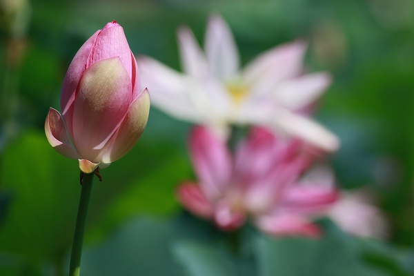 ぴんと蓮の花（８月９日）_c0200810_2365479.jpg