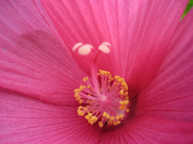 花蜘蛛_b0093221_1475668.jpg