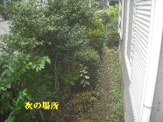 賃貸物件の敷地内・植木伐採作業_f0031037_20242710.jpg