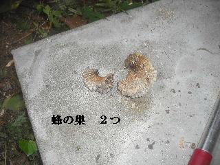 賃貸物件の敷地内・植木伐採作業_f0031037_20282833.jpg