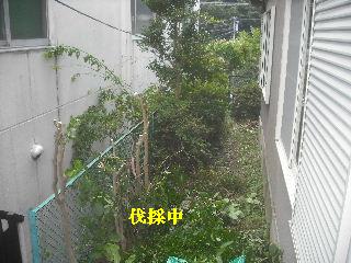 賃貸物件の敷地内・植木伐採作業_f0031037_20324475.jpg