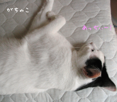 a0166338_13185198.gif