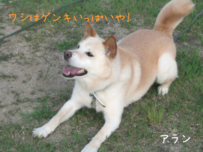 a0166338_13232034.gif