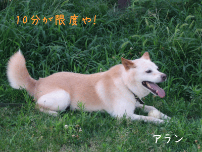 a0166338_13261728.gif