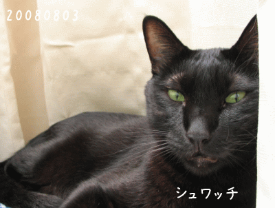 a0166338_13341852.gif
