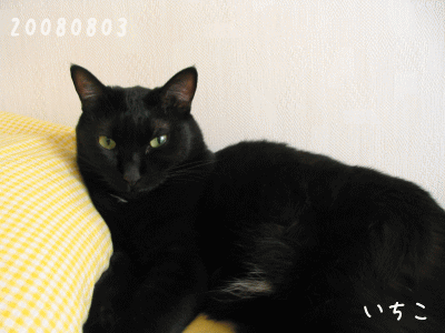 a0166338_13363932.gif