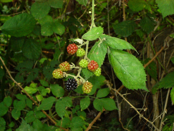 c0212741_132458.jpg