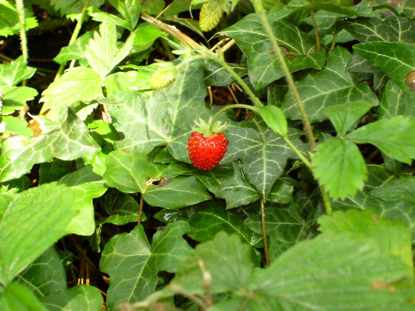 c0212741_138225.jpg