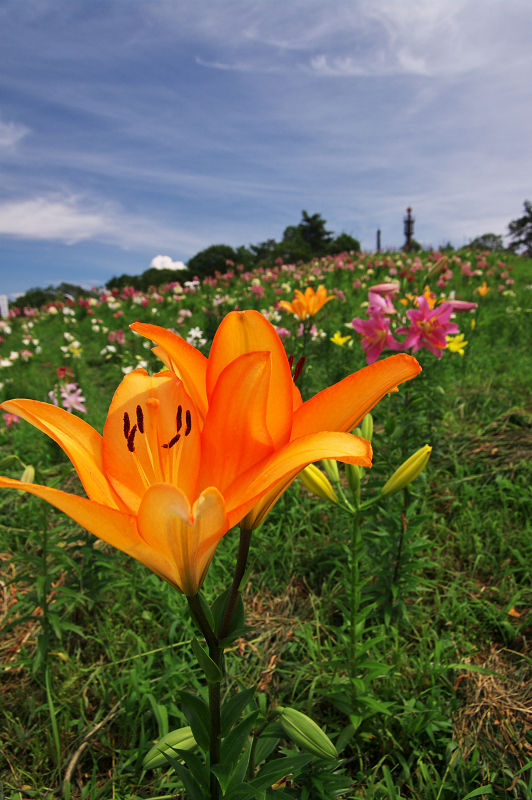 箱館山ゆり園へ（後編）_f0155048_2216304.jpg