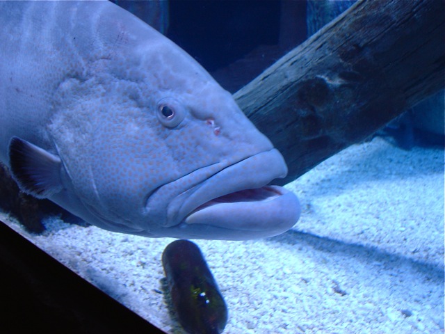 ヒューストン水族館_b0185262_1159073.jpg