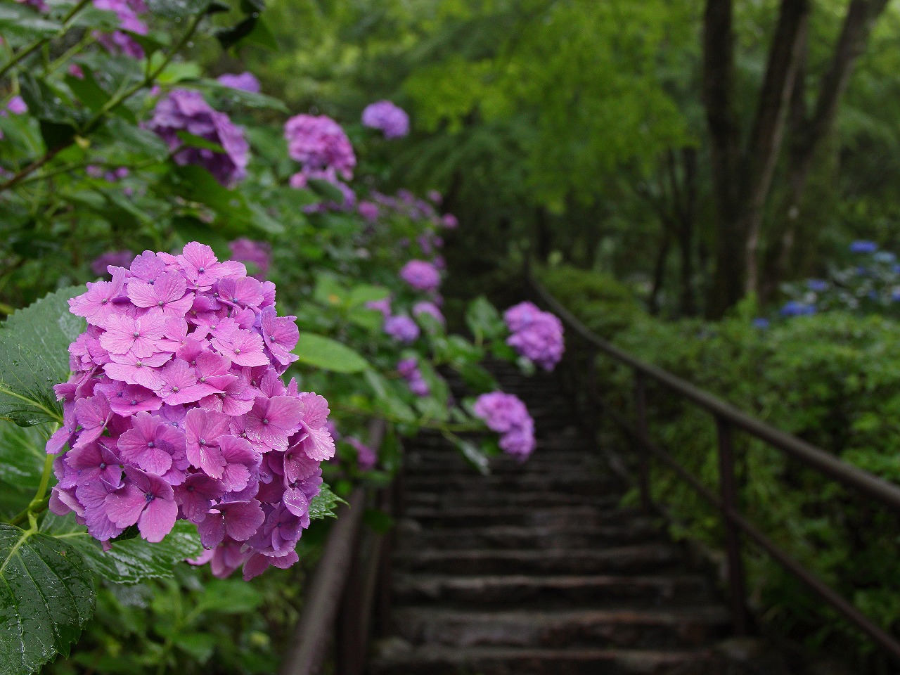 長谷寺の紫陽花２_f0234862_1233698.jpg