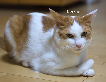 腕組みの方向 梅蔵猫日記