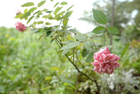 2011.8.12　鉢植え／シソ_e0172372_23234320.jpg