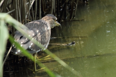 ★先週末の鳥類園（2011.8.6～7）_e0046474_13421266.jpg