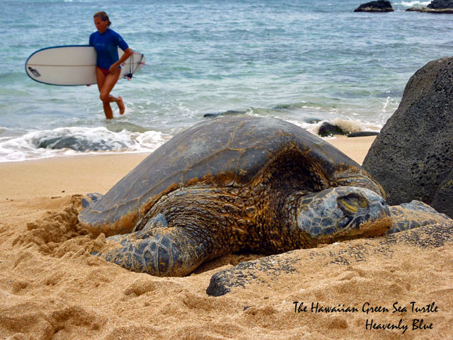 The Hawaiian Green Sea Turtle_a0073675_1556410.jpg