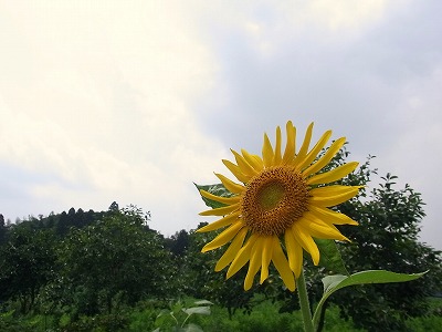 a0193175_2012396.jpg