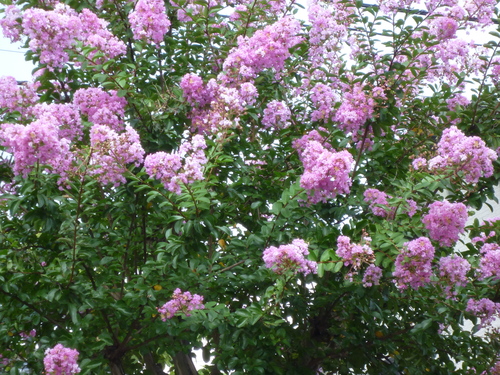 a0131886_13473382.jpg