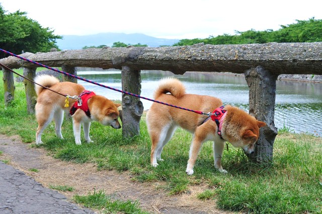 北海道キャンプ③ はなびちゃんとおさんぽ。_a0126590_758141.jpg