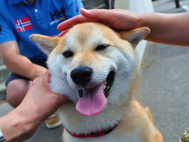 北海道キャンプ③ はなびちゃんとおさんぽ。_a0126590_8575717.jpg