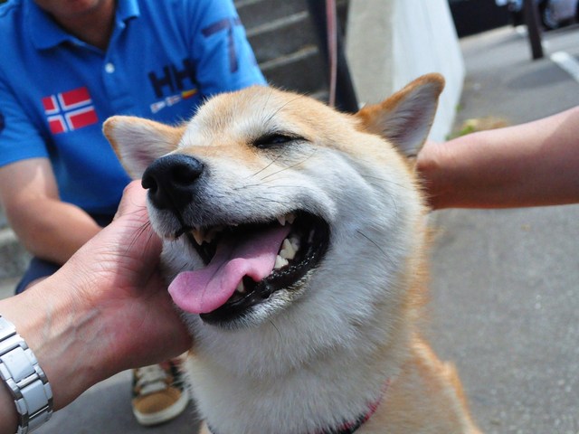 北海道キャンプ③ はなびちゃんとおさんぽ。_a0126590_8584037.jpg