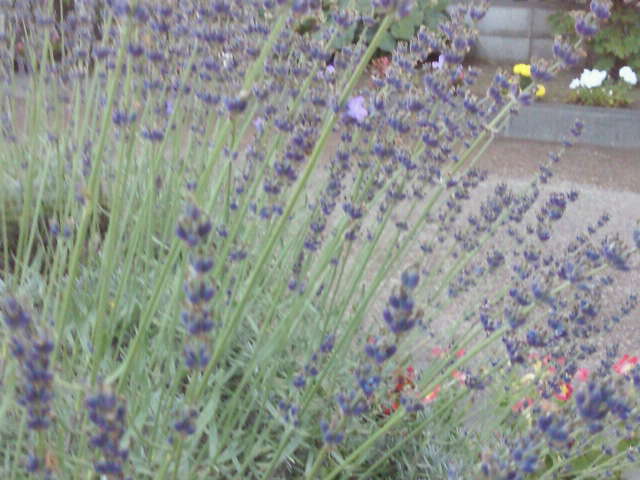 e0017290_20403820.jpg