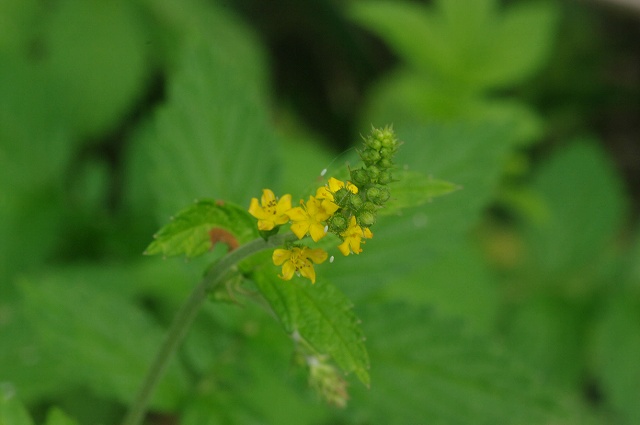 ■　お盆に咲く花　　　11.8.12　　　（ミソハギ、キンミズヒキ、クマヤナギ）_e0070891_11302071.jpg