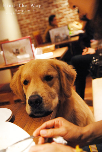 【犬的散歩日和】東京・二子玉川 〜 DOG DEPT. GARDEN CAFE さん_f0054594_513513.jpg