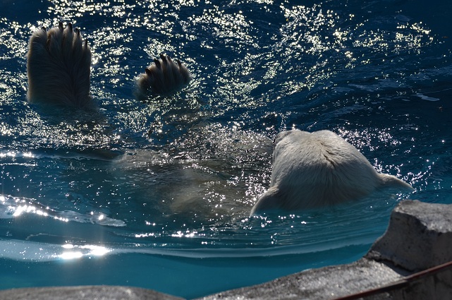 疲労の色濃いホッキョクグマたち　～　「夜の動物園」は必要？_a0151913_19263311.jpg