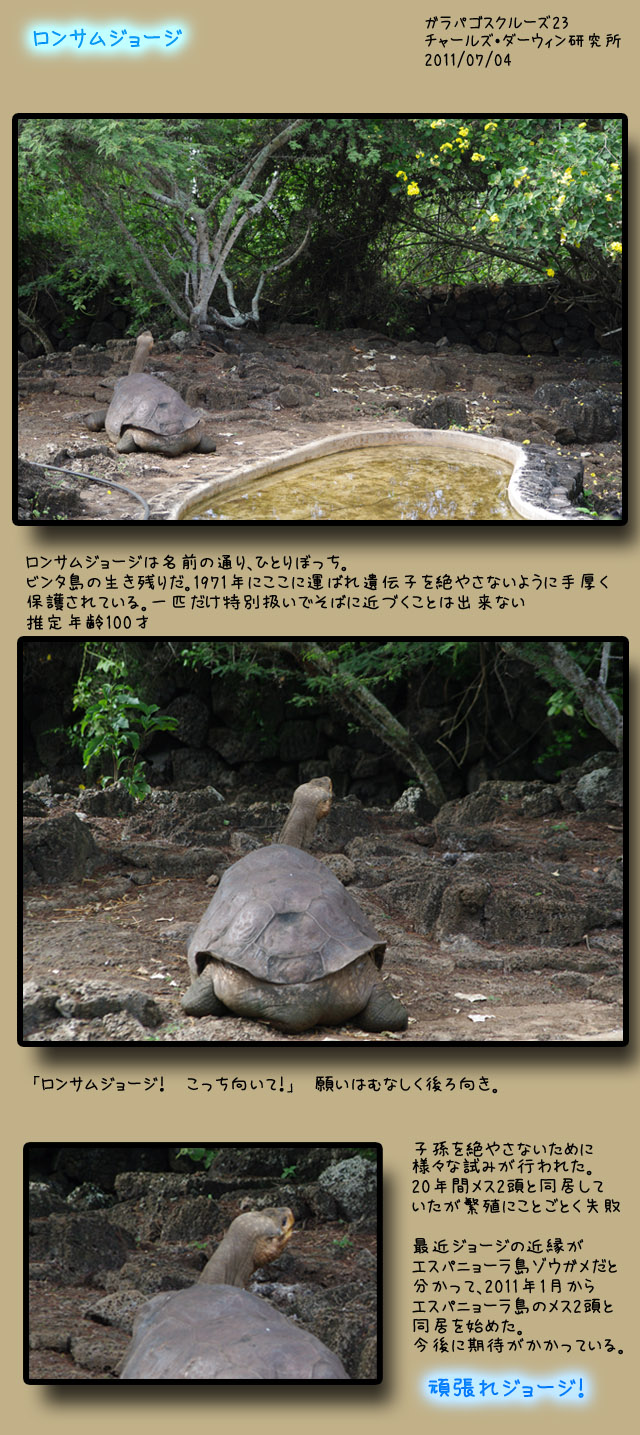 ガラパゴスゾウガメ ロンサム ジョージ ラテンなおばさん