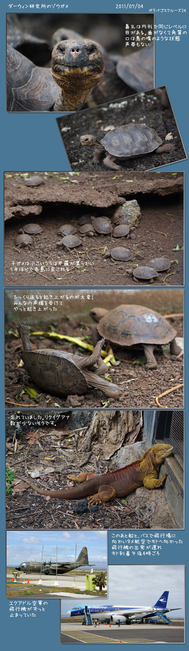 ガラパゴスゾウガメ ロンサム ジョージ ラテンなおばさん ガラパゴスゾウガメ ロンサム ジョージ ラテンなおばさん